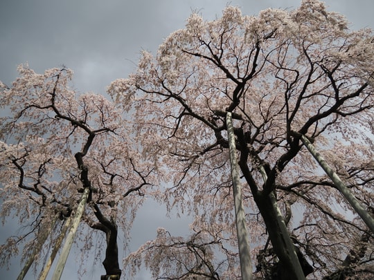 Miharu Takizakura