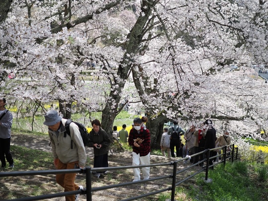 Miharu Takizakura