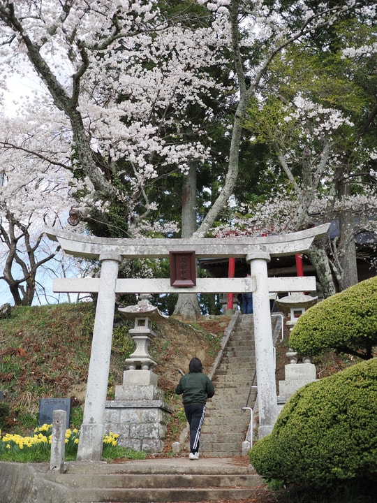 Miharu Takizakura