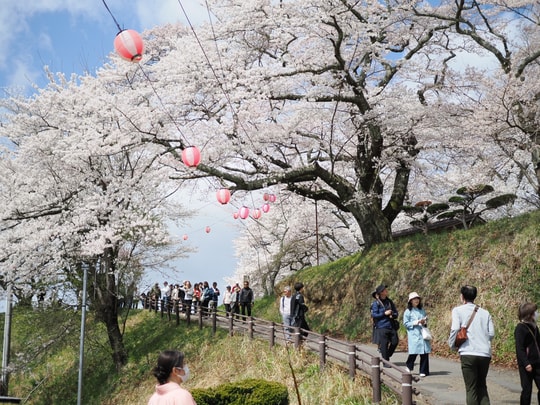 Miharu Takizakura
