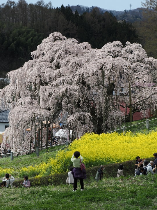 Miharu Takizakura