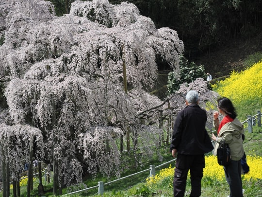 Miharu Takizakura