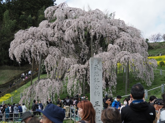 Miharu Takizakura