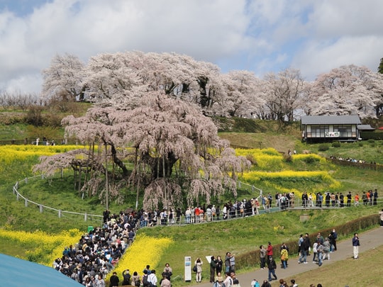 Miharu Takizakura