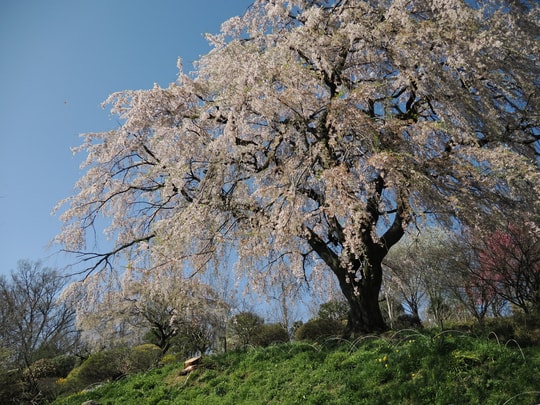 Nakaida no Sakura