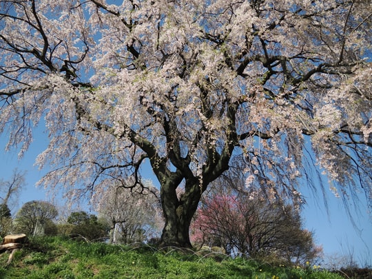 Nakaida no Sakura