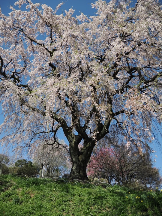 Nakaida no Sakura