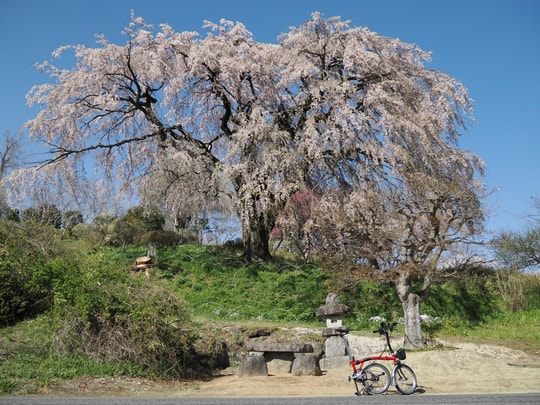 Nakaida no Sakura