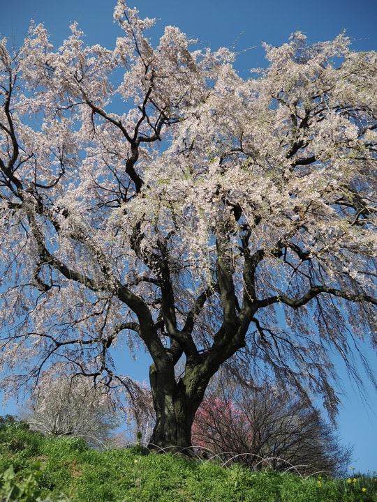 Nakaida no Sakura