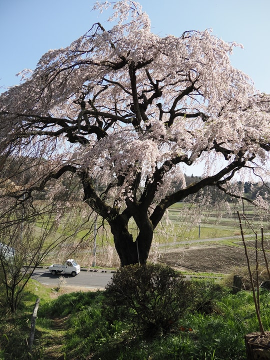Nakaida no Sakura