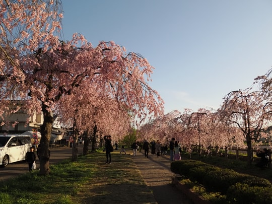 Nicchusen Shidare Zakura