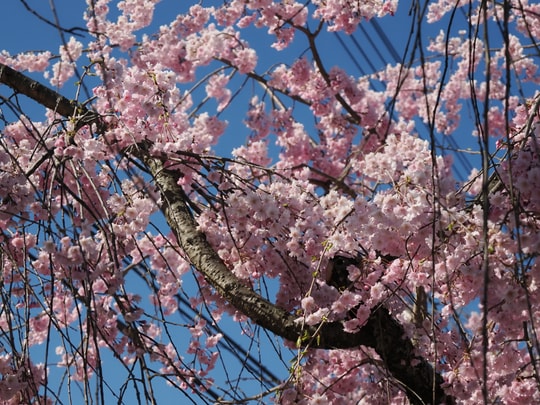 Nicchusen Shidare Zakura