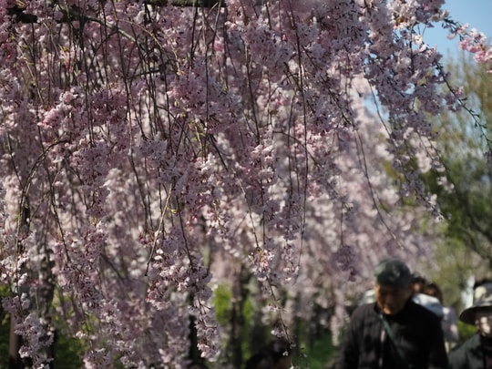 Nicchusen Shidare Zakura