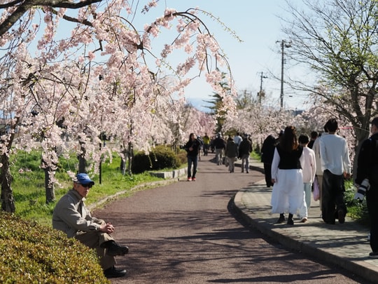 Nicchusen Shidare Zakura