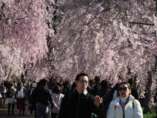 Nicchusen Shidare Zakura