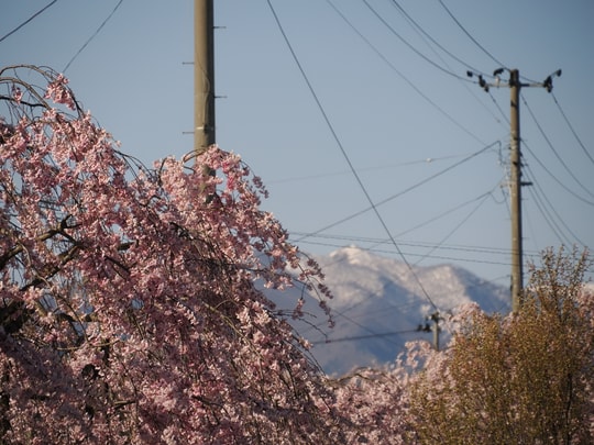 Nicchusen Shidare Zakura