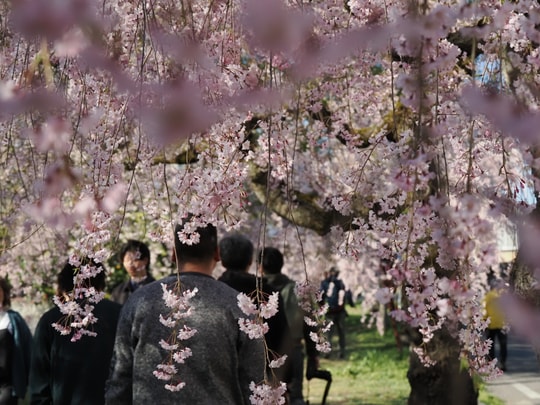 Nicchusen Shidare Zakura