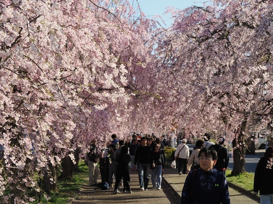 Nicchusen Shidare Zakura