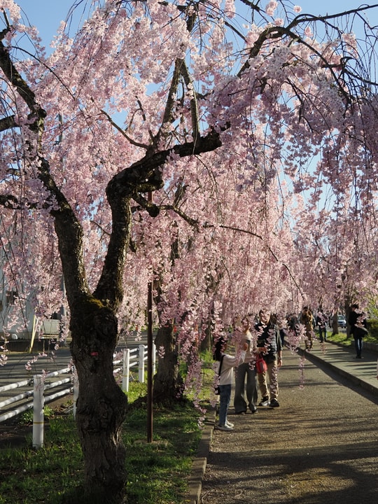 Nicchusen Shidare Zakura