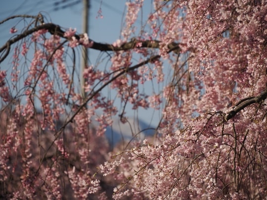 Nicchusen Shidare Zakura