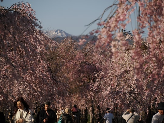Nicchusen Shidare Zakura