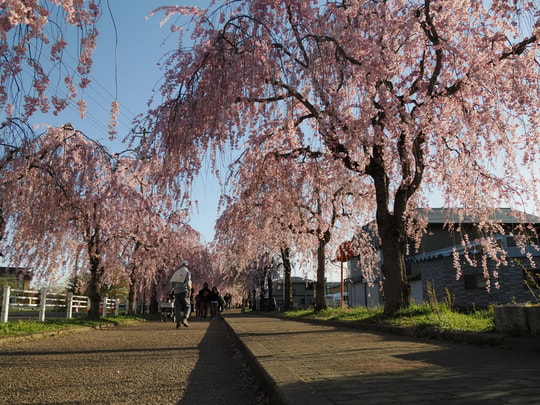 Nicchusen Shidare Zakura