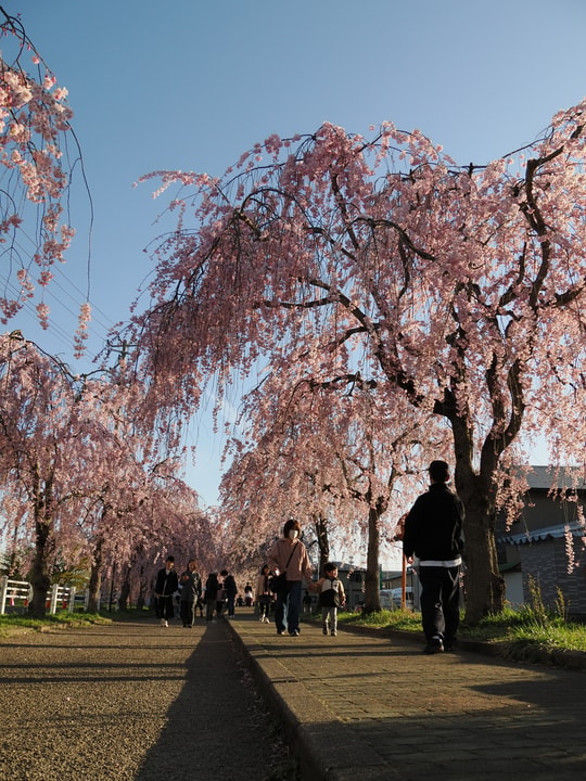 Nicchusen Shidare Zakura