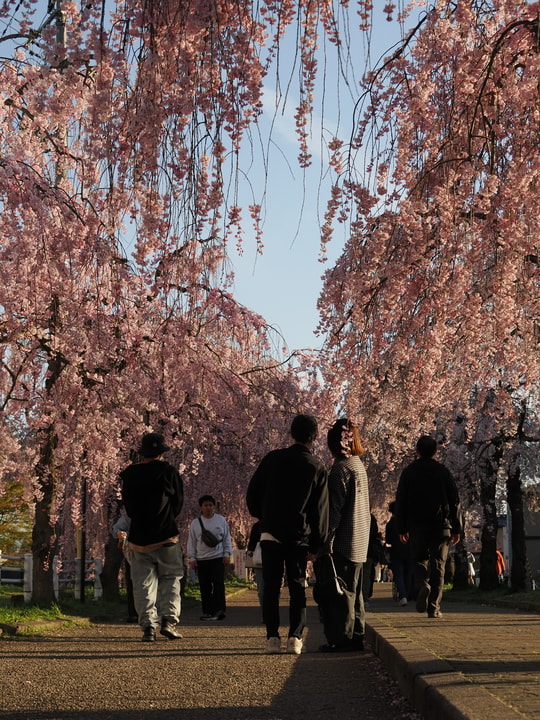 Nicchusen Shidare Zakura