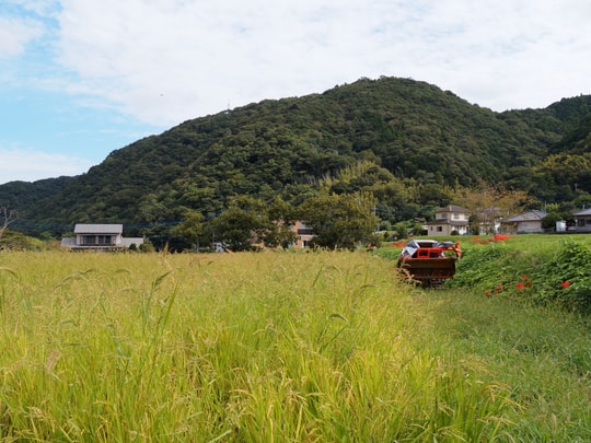 Kawazu