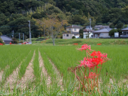 Kawazu