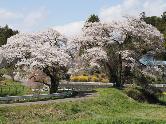 Miharu