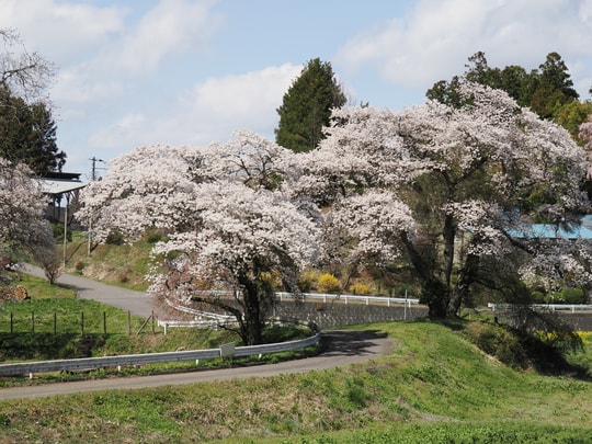 Miharu