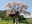 Ageishi no Fudou Zakura