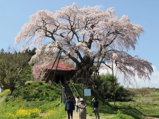 Ageishi no Fudou Zakura