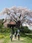 Ageishi no Fudou Zakura