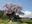 Ageishi no Fudou Zakura