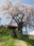 Ageishi no Fudou Zakura