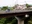 Anya Bridge