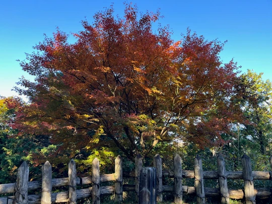 Asuke Castle Ruins
