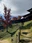 Asuke Castle Ruins