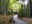Bamboo Forest Path