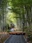 Bamboo Forest Path