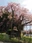 Benishidare Jizo Zakura