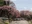 Benishidare Jizo Zakura