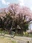 Benishidare Jizo Zakura
