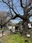 Chidorigafuchi Park