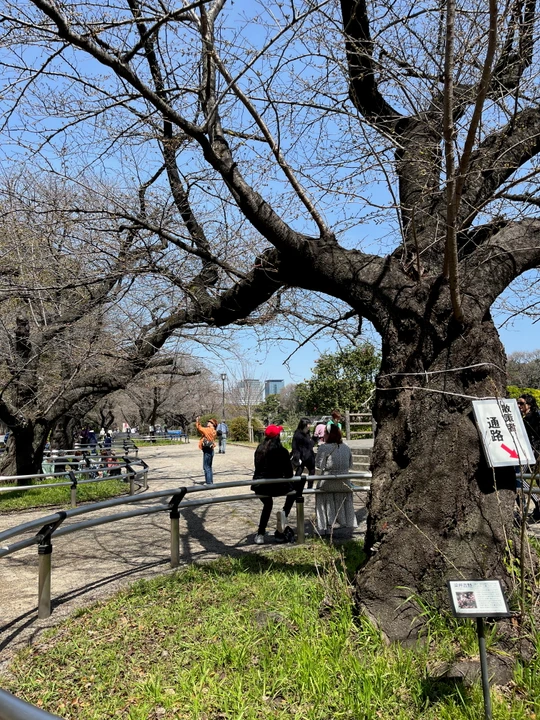 Chidorigafuchi Park