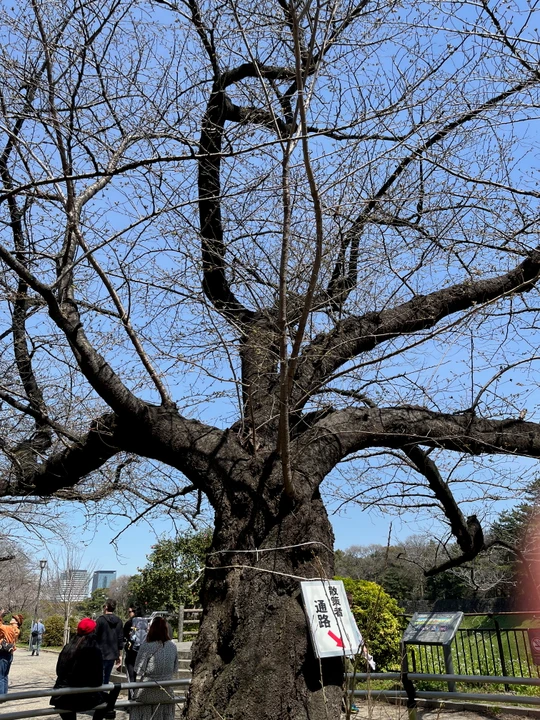 Chidorigafuchi Park