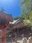 Enoshima