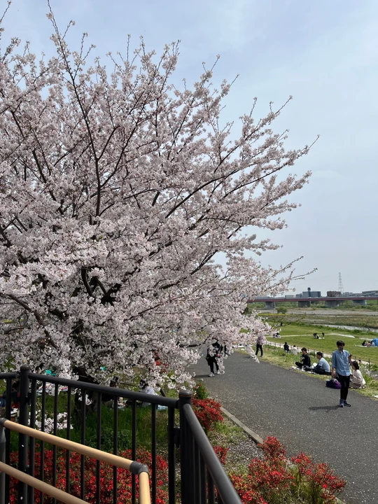 Futako Tamagawa Park